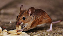 aircraft-pest-control Experts in Overland